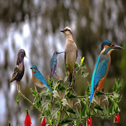 Assam - Arunachal Pradesh Birding Tour